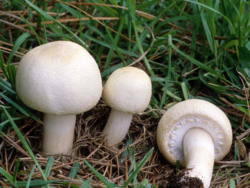 Agaricus arvensis - Fungi species | sokos jishebi | სოკოს ჯიშები